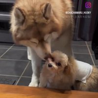 茶々丸くんとお友達2