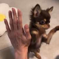立ち上がって前足を飼い主の足に置く子犬