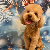 マイペースな弟犬