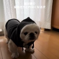 服を着せると…