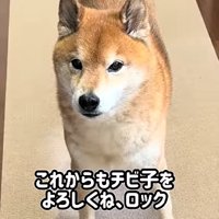 アップのロック君