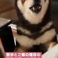 唸るももちゃん