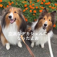 ソフィーちゃんのビフォーアフター8