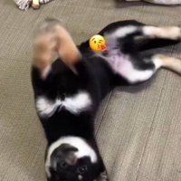 生後80日頃の風太ちゃん