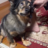 上目遣いのマックくん