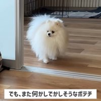悪だくみ中のポテチくん