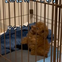 注射後のむぎ君6