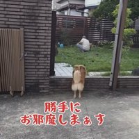 庭に入ろうとする犬
