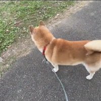 立ち止まる犬