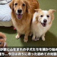 5匹の子犬との初対面