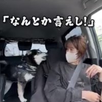 飼い主に訴える犬