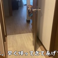 悲しみに暮れるベンツくん
