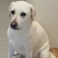 れもんちゃんがいた