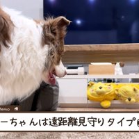 見守るタイプのリーリエちゃん