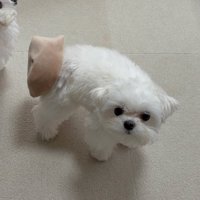 しっぽがおもちゃにハマっている！？