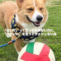 笑顔で飼い主の前に立つ犬