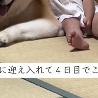 畳で並ぶ犬と子ども