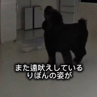 遠吠えが再び始まった