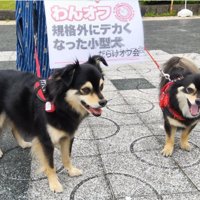 規格外犬のオフ会に参加