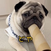 筒を咥えている小型犬