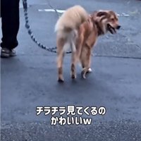 振り返る犬3