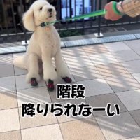 外出先でも階段を拒否！！