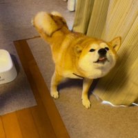 柴犬のぺこリンボちゃん