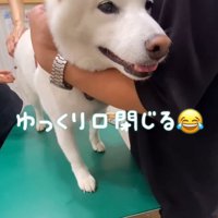 注射を打った時のだい吉くん6