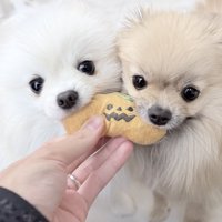 おもちゃ