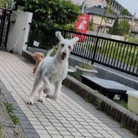 庭を走るのが日課！！