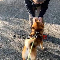 催促し続ける柴犬さん