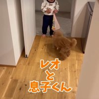赤ちゃんと犬