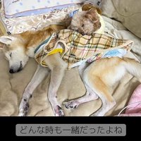 一緒に眠る2匹