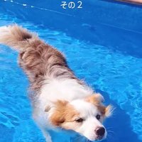 プールで遊ぶボーダーコリー