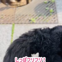 しっぽを振る超大型犬2