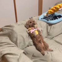 おもちゃを乗せられている茶々丸くん