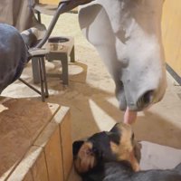 犬の顔を舐める馬
