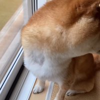 玄関の方をじーっ