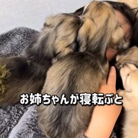 寝転がる子供に群がる小型犬たち