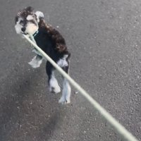 リードを引っ張る犬2