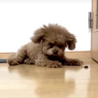 びっくりする犬