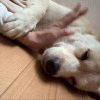 飼い主さんの手に