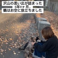 2匹の犬と女性