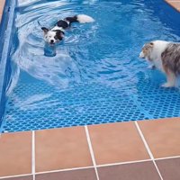 プールで遊ぶ二匹のボーダーコリー