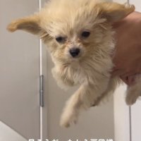 空中で犬かきをする犬