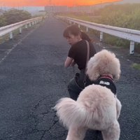スタンダードプードルのお散歩