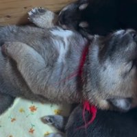 仲睦まじい姿にホッコリ