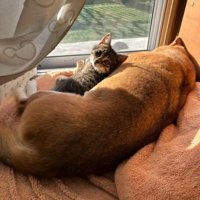 寝そべるあんずちゃん