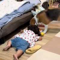 ソファの下を覗く犬と女の子