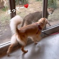 歩く犬とチーター